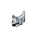 토라